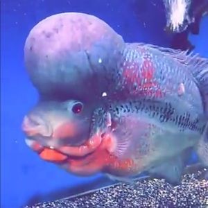 Meet your Posher, Paypayden